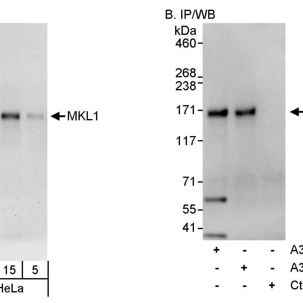 Rabbit anti-MKL1 Antibody, Affinity Purified