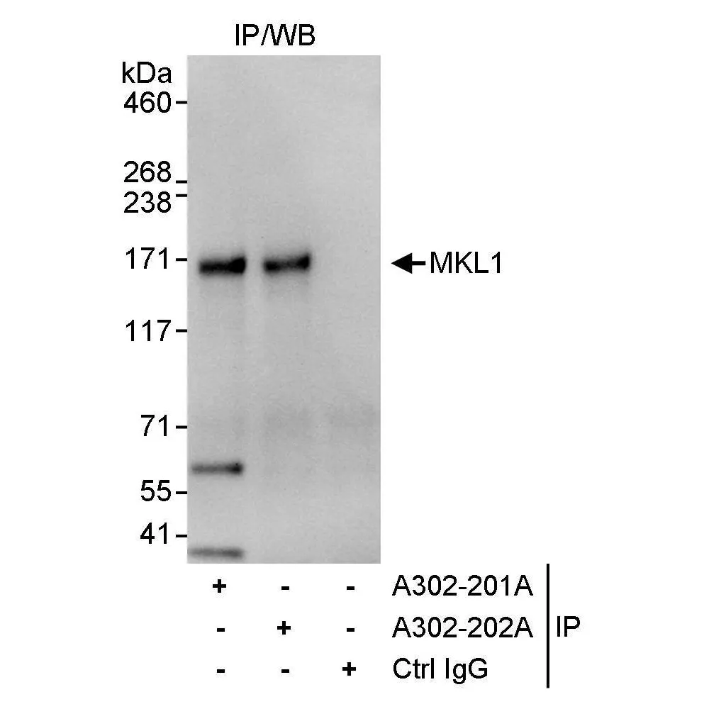 Rabbit anti-MKL1 Antibody, Affinity Purified