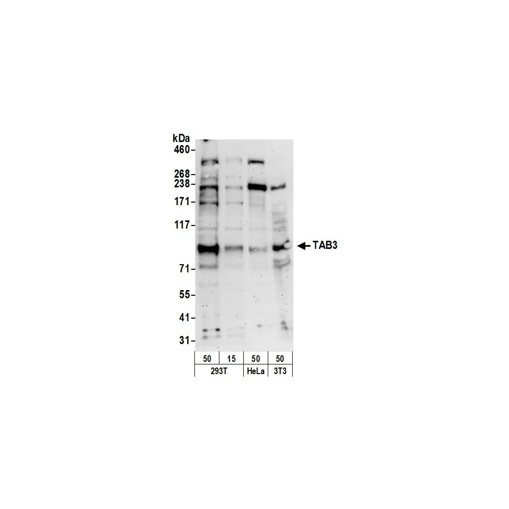 Rabbit anti-TAB3 Antibody, Affinity Purified