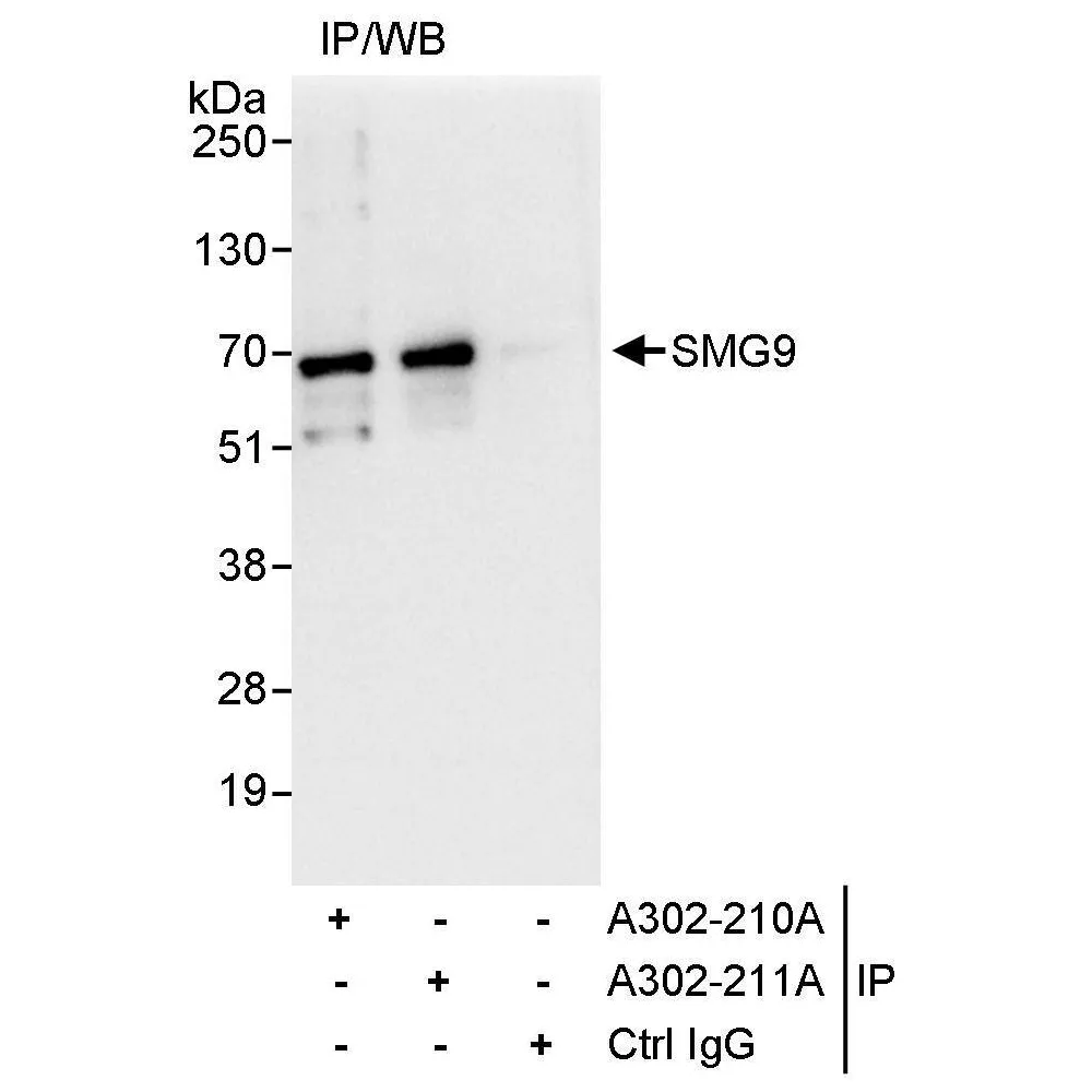 Rabbit anti-SMG9 Antibody, Affinity Purified