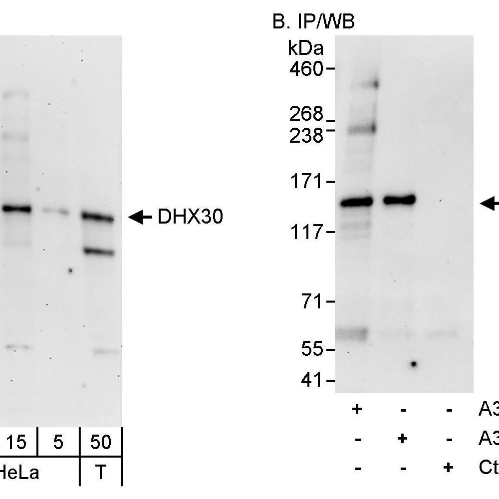 Rabbit anti-DHX30 Antibody, Affinity Purified