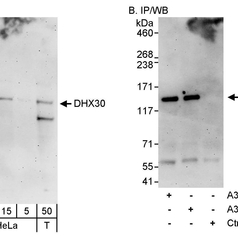 Rabbit anti-DHX30 Antibody, Affinity Purified