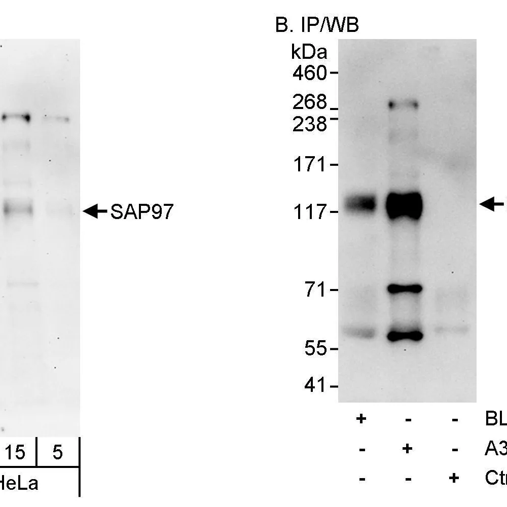 Rabbit anti-SAP97 Antibody, Affinity Purified