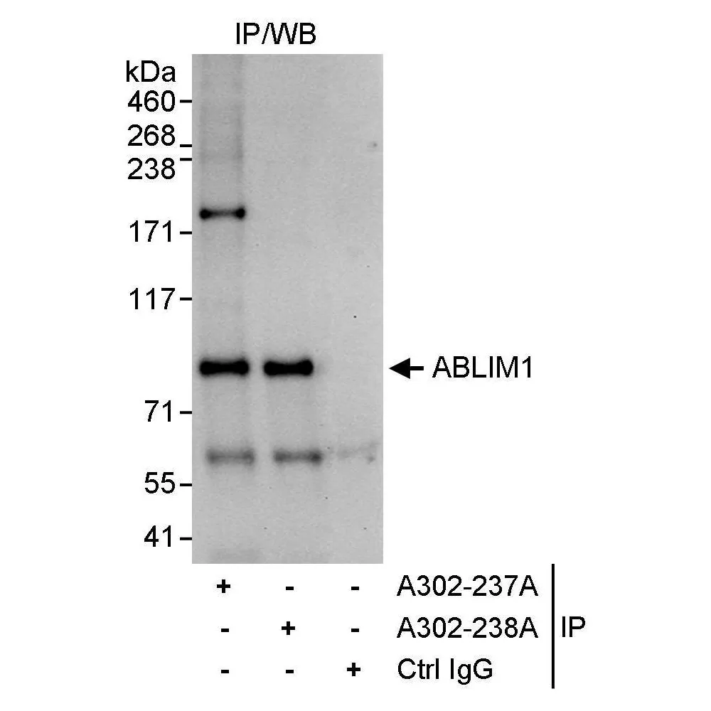 Rabbit anti-ABLIM1 Antibody, Affinity Purified