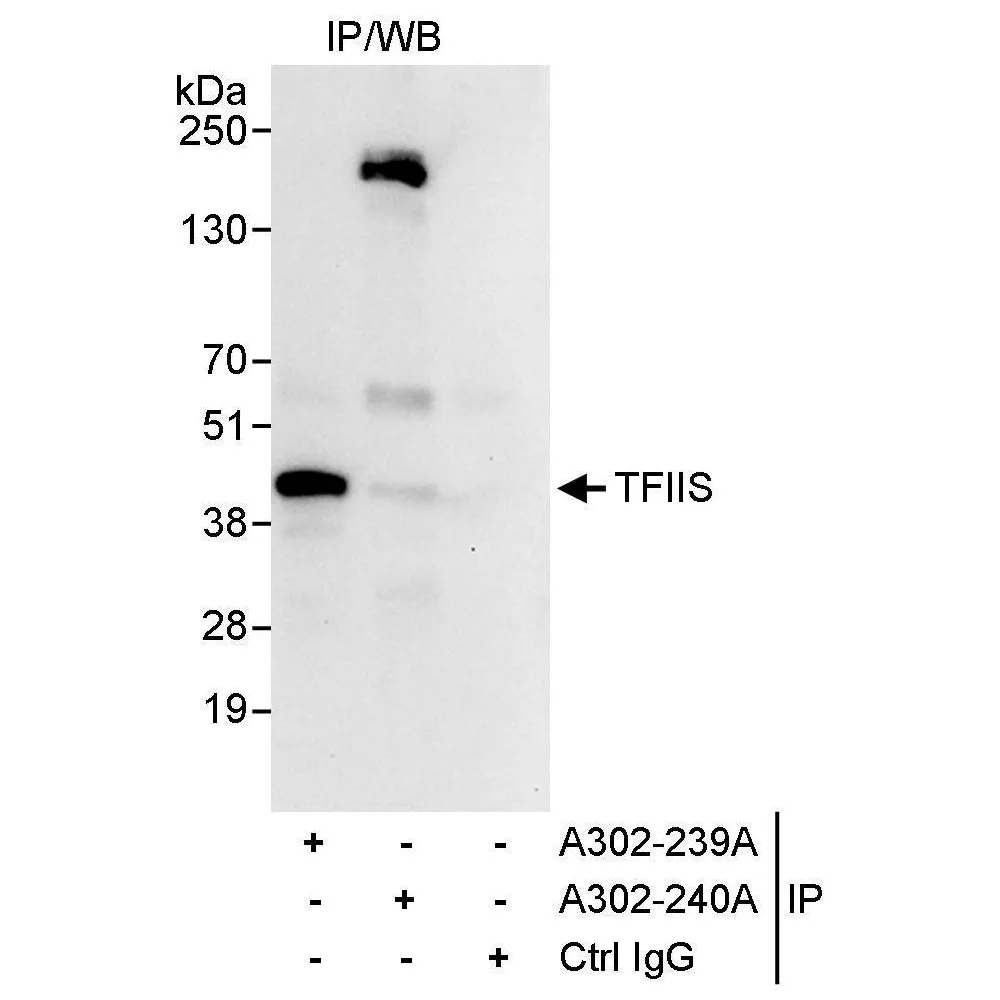 Rabbit anti-TFIIS Antibody, Affinity Purified