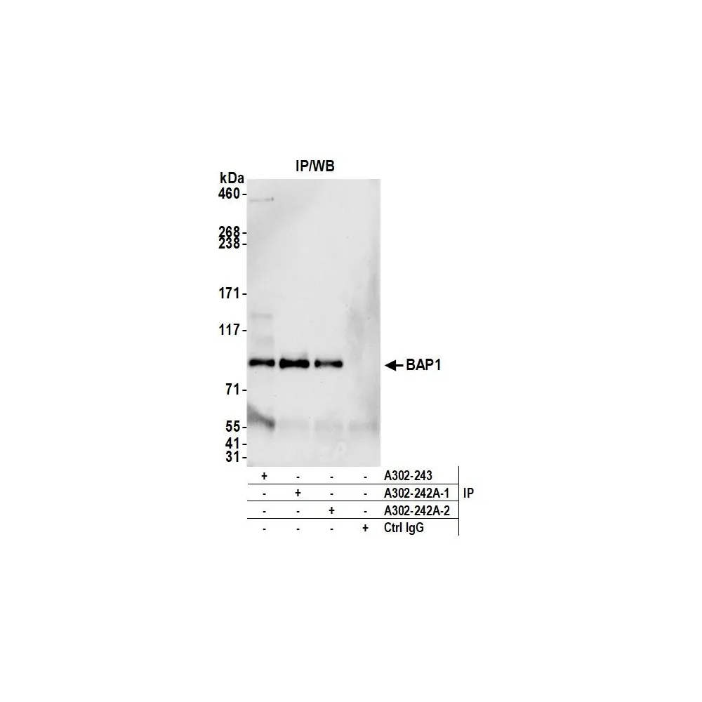 Rabbit anti-BAP1 Antibody, Affinity Purified