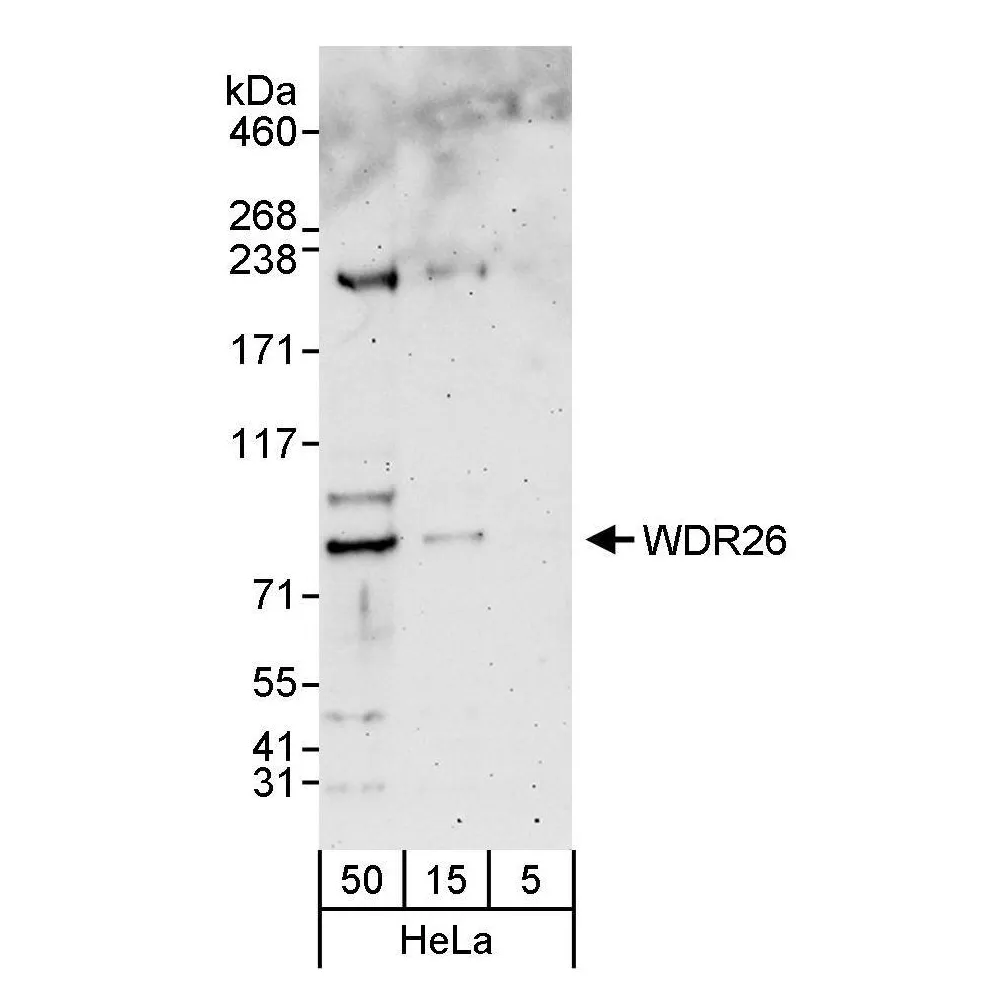 Rabbit anti-WDR26 Antibody, Affinity Purified