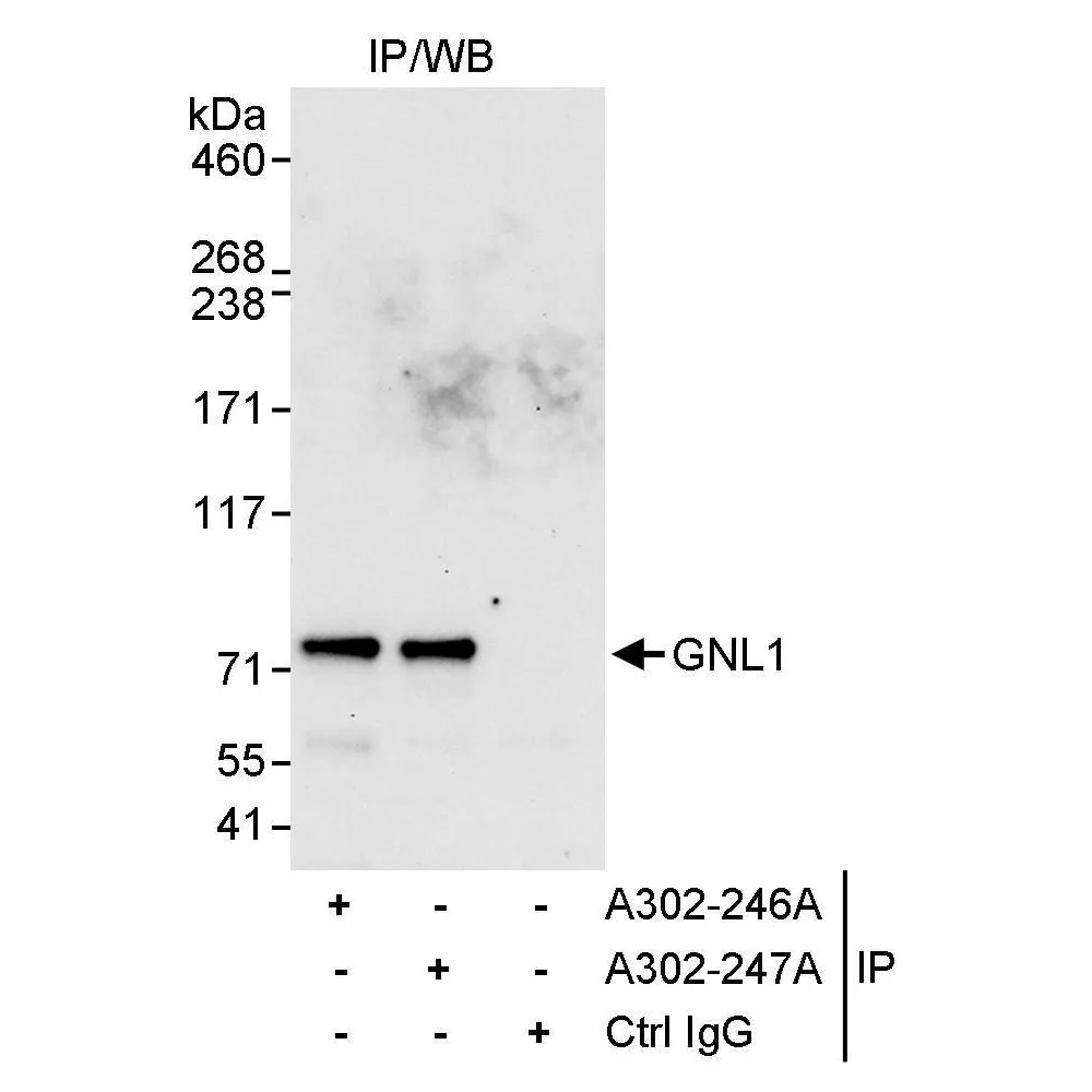 Rabbit anti-GNL1 Antibody, Affinity Purified