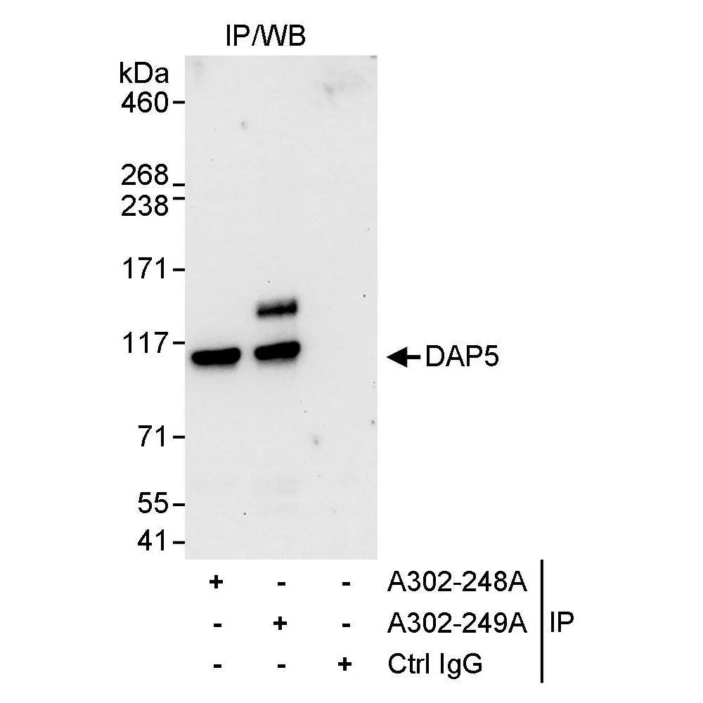 Rabbit anti-DAP5 Antibody, Affinity Purified