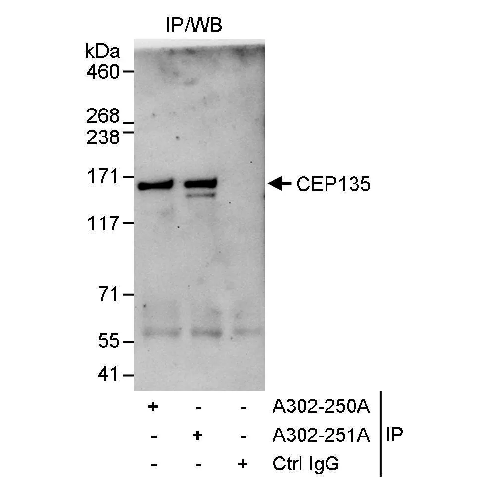 Rabbit anti-CEP135 Antibody, Affinity Purified