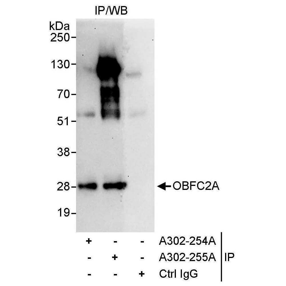 Rabbit anti-OBFC2A Antibody, Affinity Purified