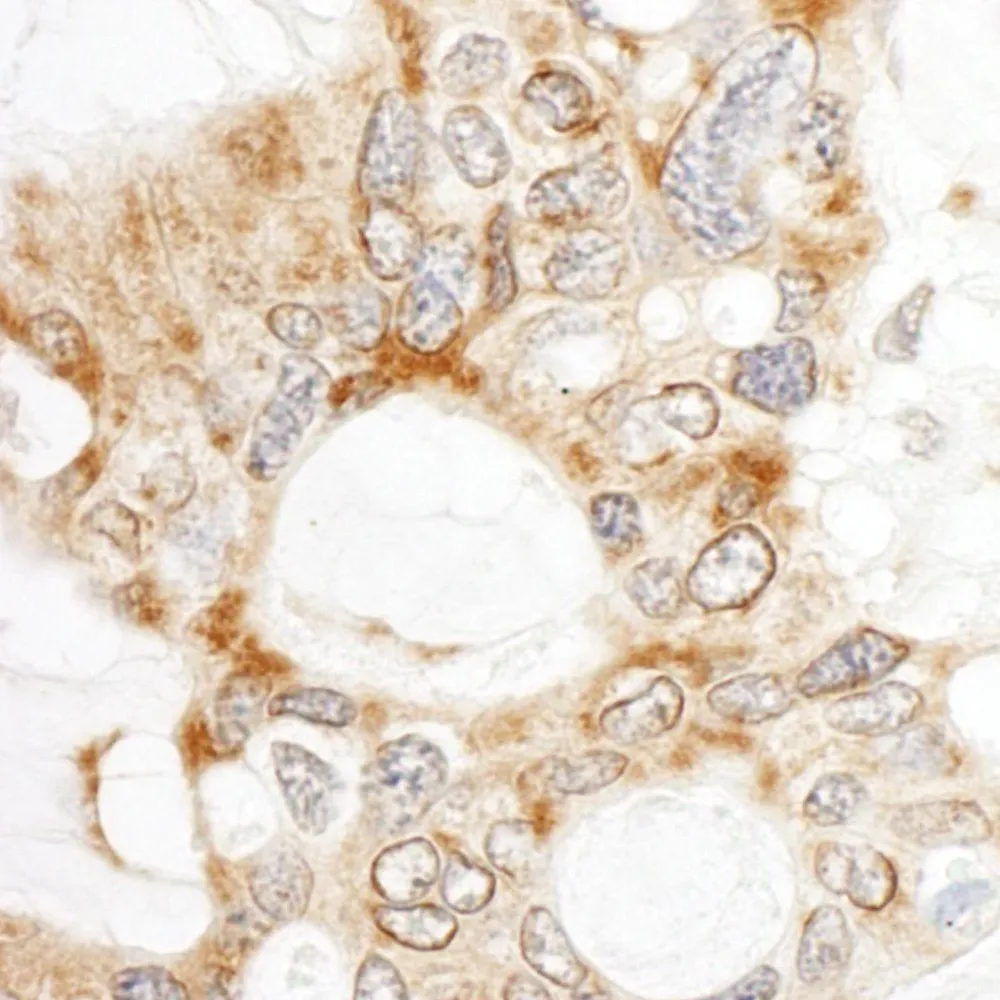 Rabbit anti-DOCK4 Antibody, Affinity Purified