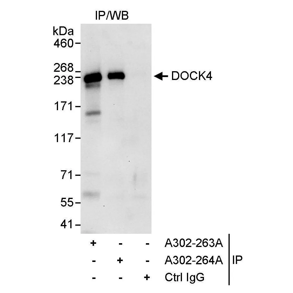 Rabbit anti-DOCK4 Antibody, Affinity Purified