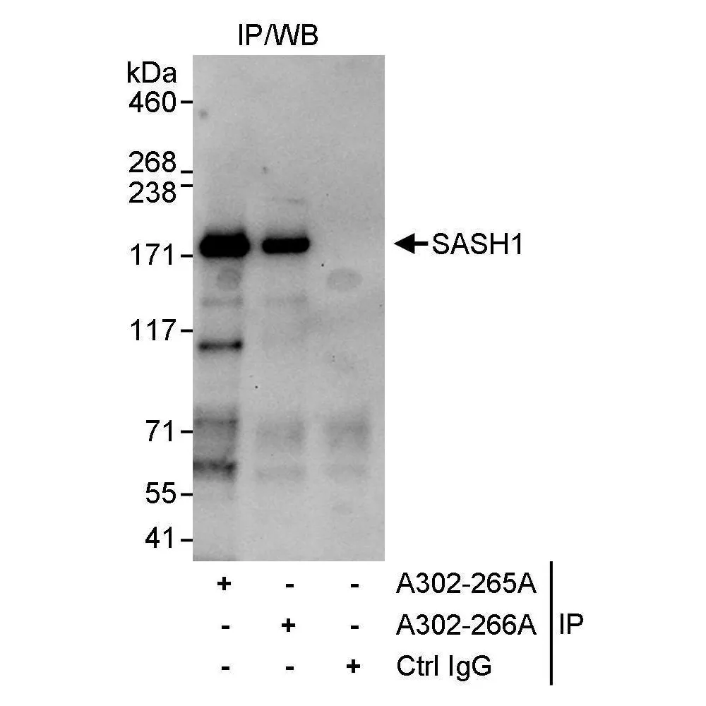 Rabbit anti-SASH1 Antibody, Affinity Purified