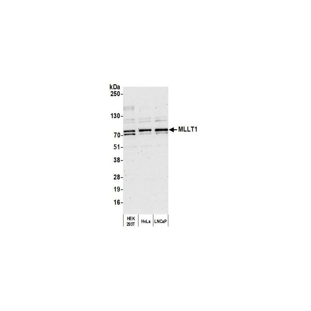 Rabbit anti-MLLT1 Antibody, Affinity Purified