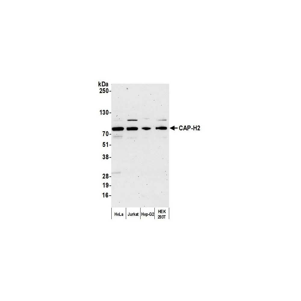 Rabbit anti-CAP-H2 Antibody, Affinity Purified