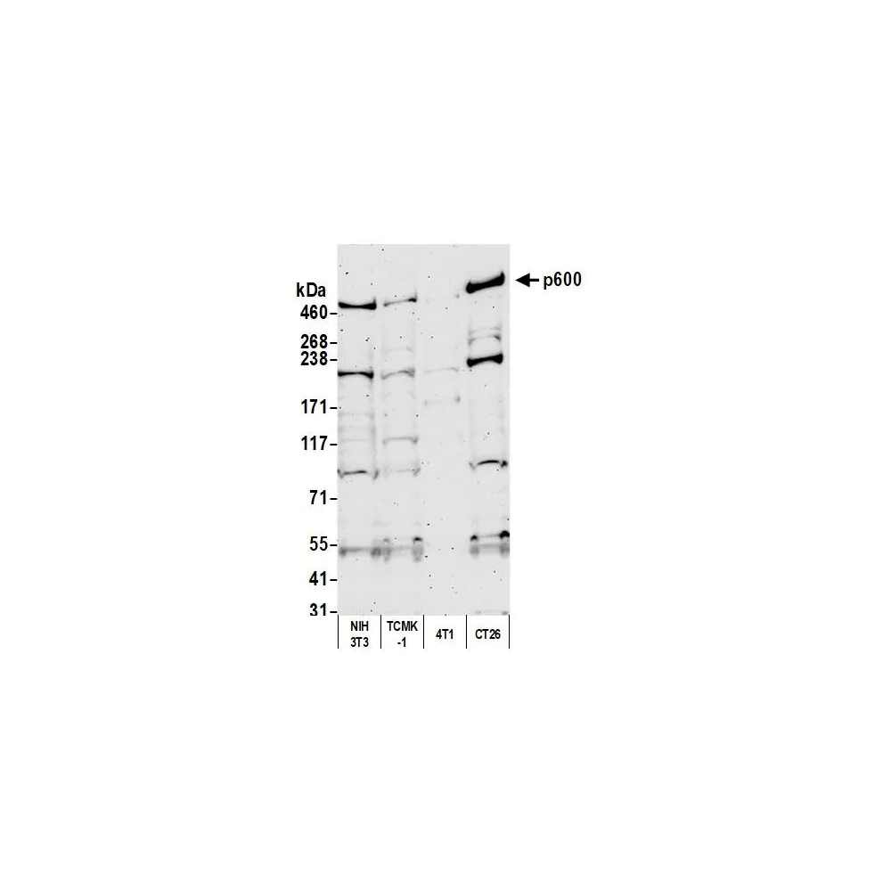 Rabbit anti-p600 Antibody, Affinity Purified