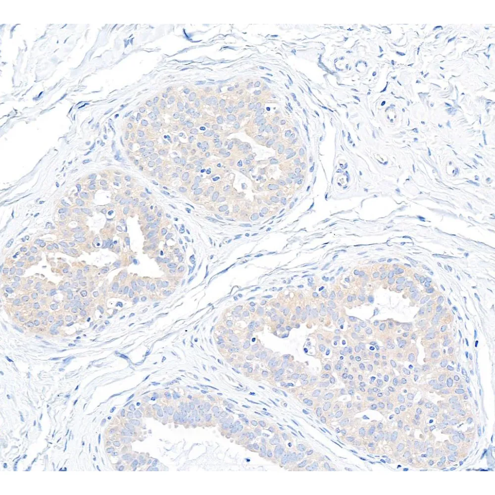 Rabbit anti-p600 Antibody, Affinity Purified