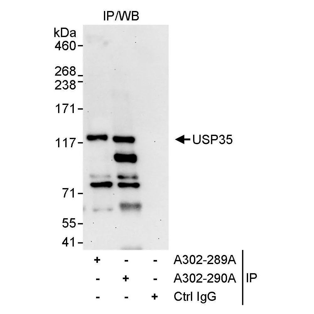 Rabbit anti-USP35 Antibody, Affinity Purified