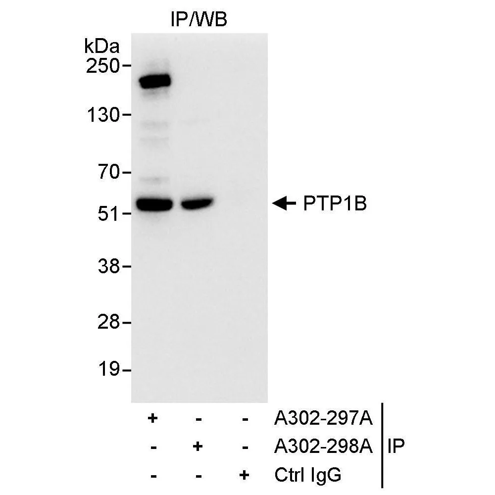 Rabbit anti-PTP1B Antibody, Affinity Purified