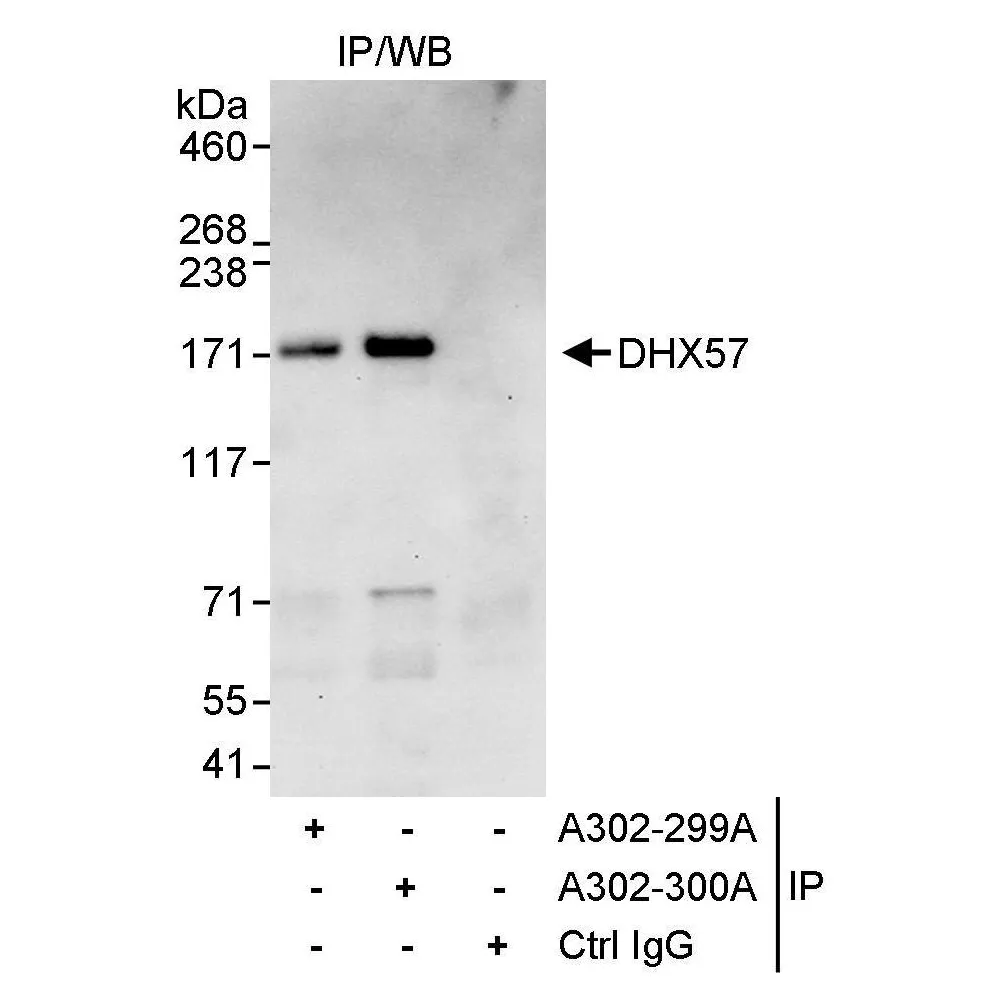 Rabbit anti-DHX57 Antibody, Affinity Purified