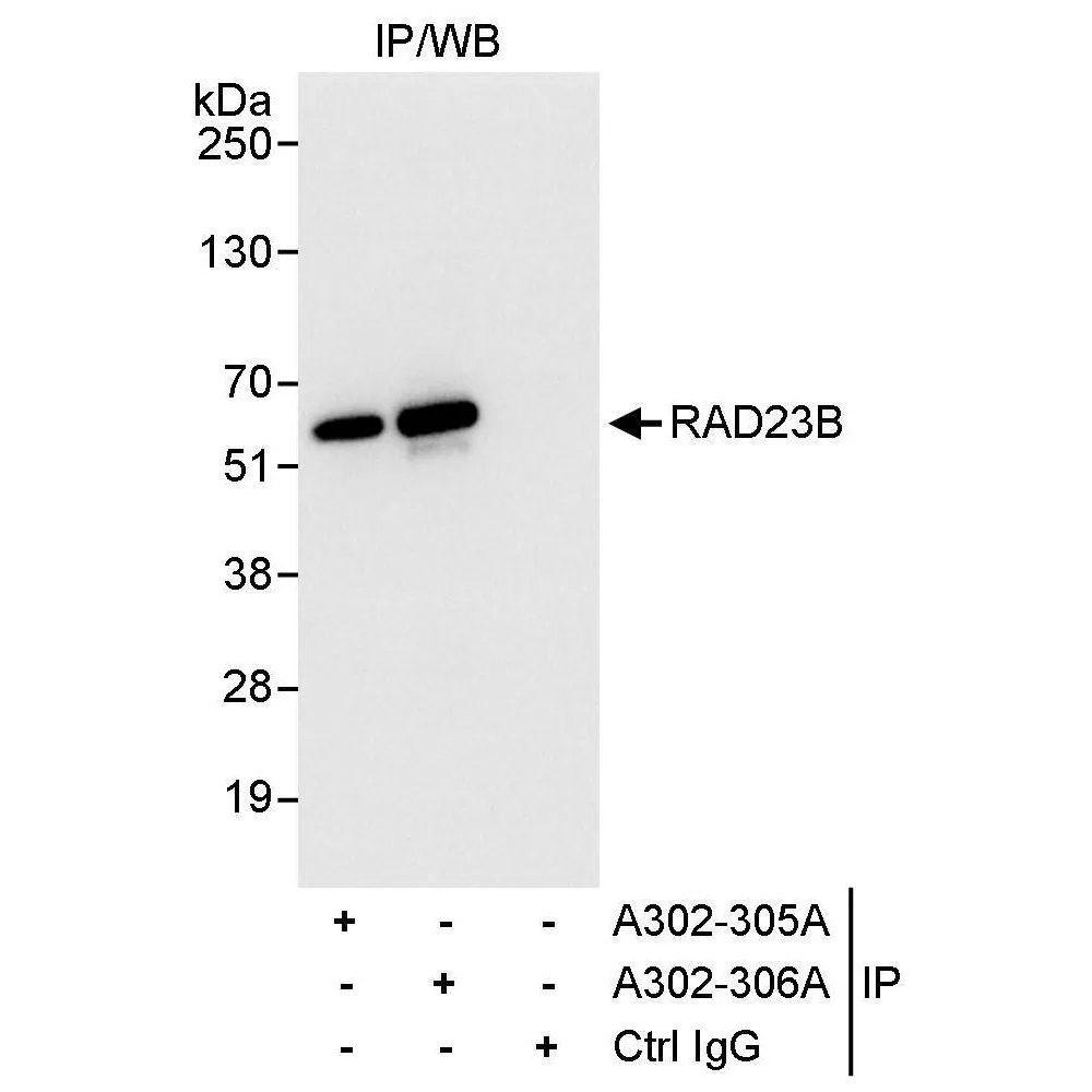 Rabbit anti-RAD23B Antibody, Affinity Purified