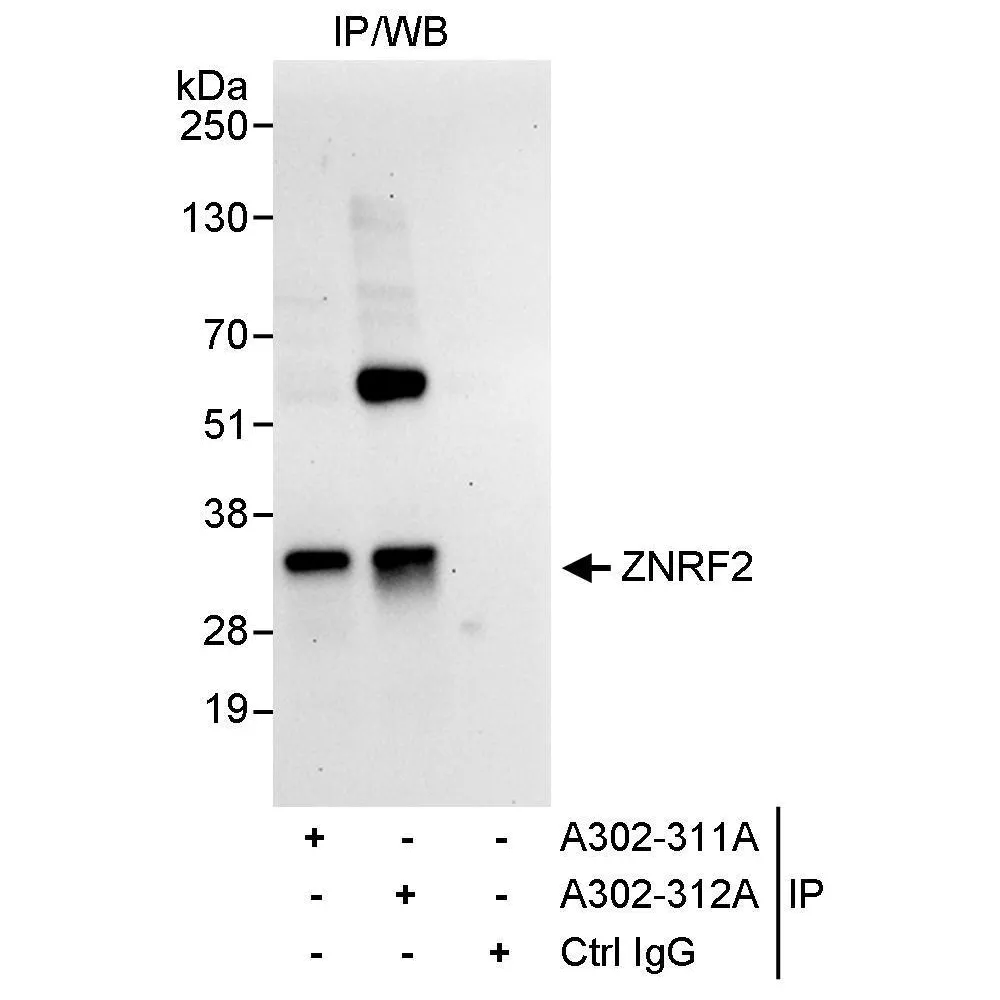 Rabbit anti-ZNRF2 Antibody, Affinity Purified