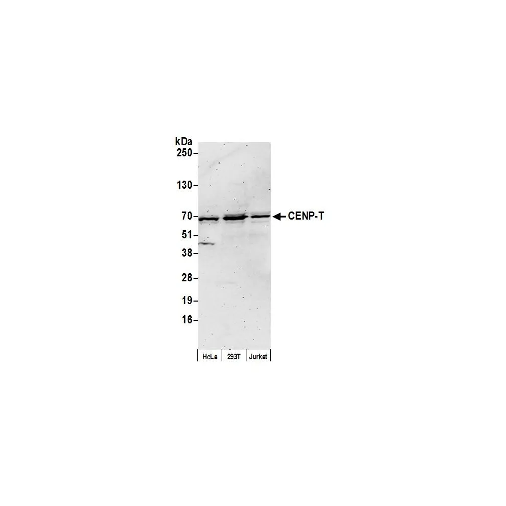 Rabbit anti-CENP-T Antibody, Affinity Purified