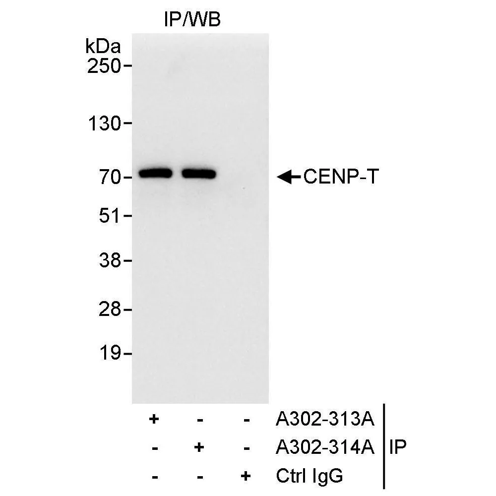 Rabbit anti-CENP-T Antibody, Affinity Purified