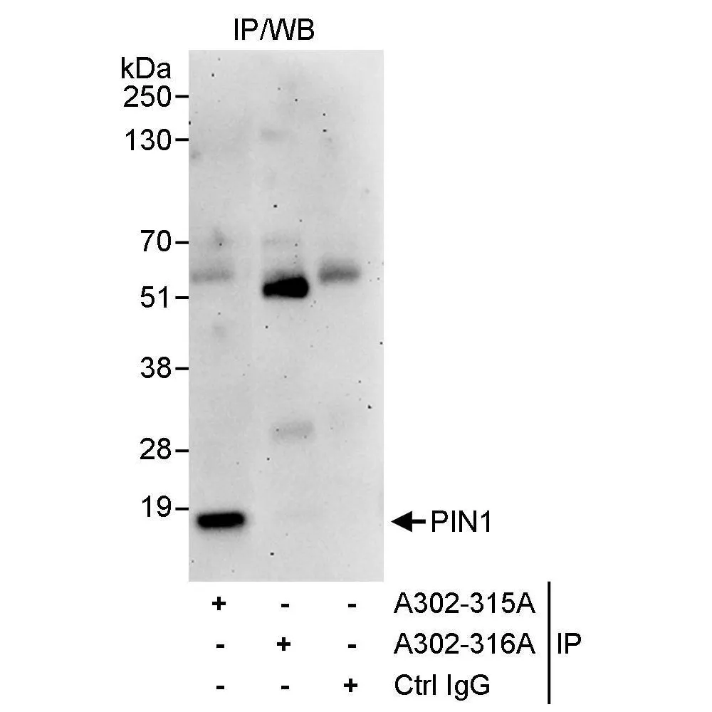 Rabbit anti-PIN1 Antibody, Affinity Purified