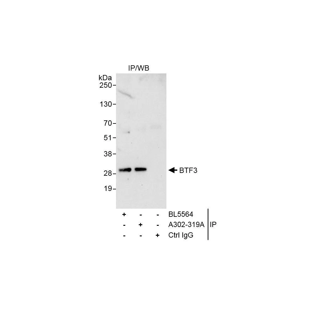 Rabbit anti-BTF3 Antibody, Affinity Purified