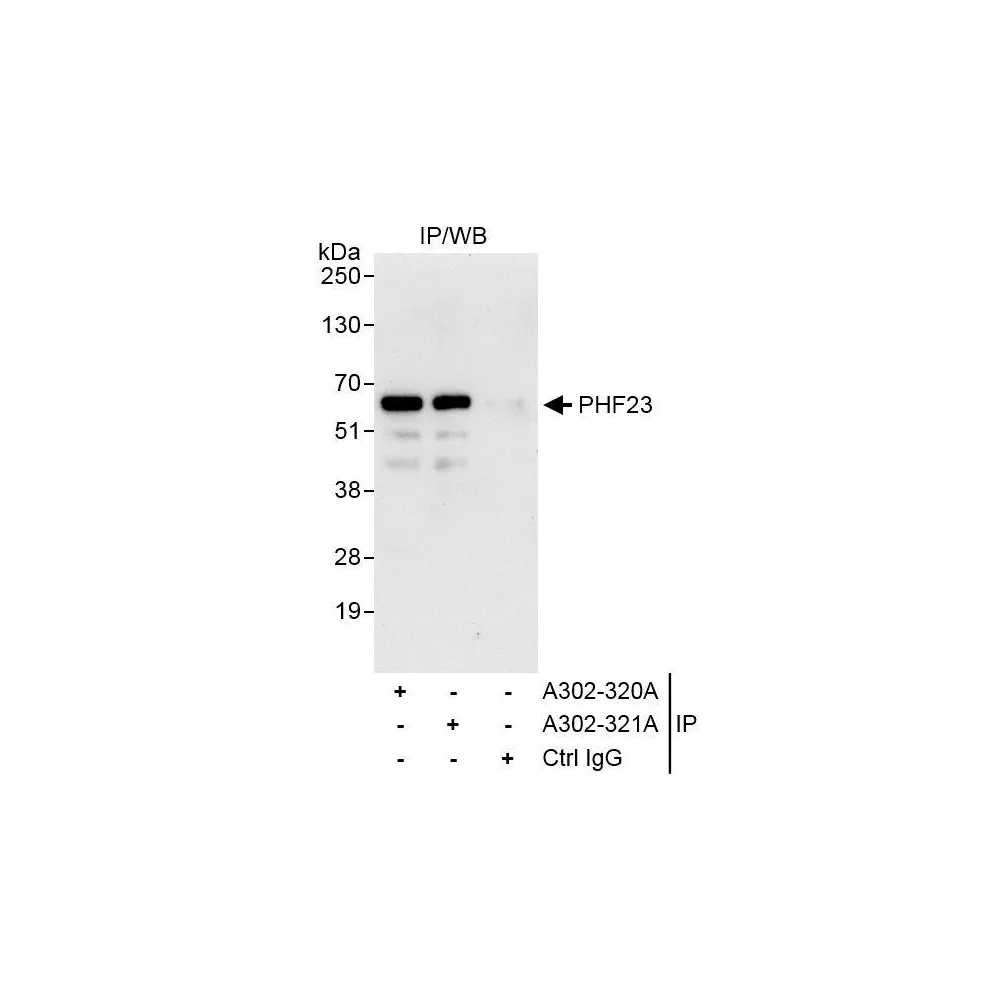 Rabbit anti-PHF23 Antibody, Affinity Purified