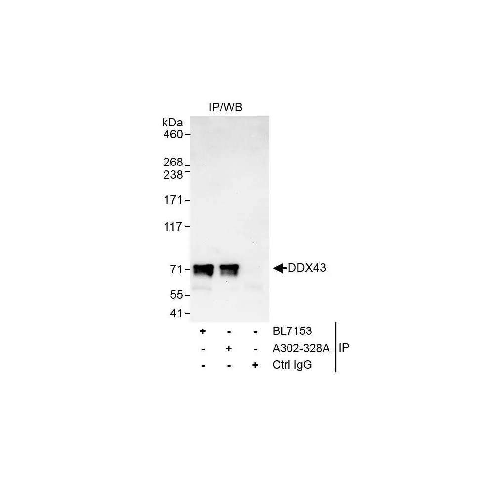Rabbit anti-DDX43 Antibody, Affinity Purified