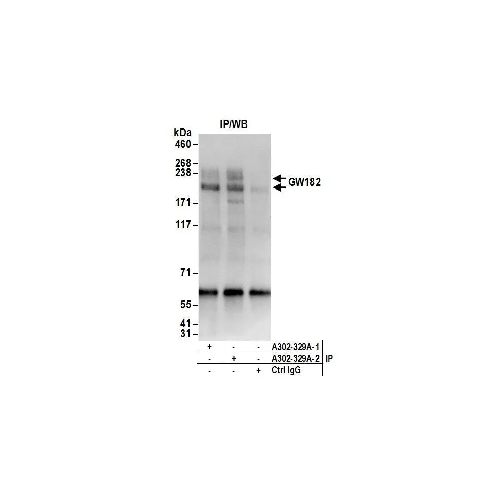 Rabbit anti-GW182 Antibody, Affinity Purified