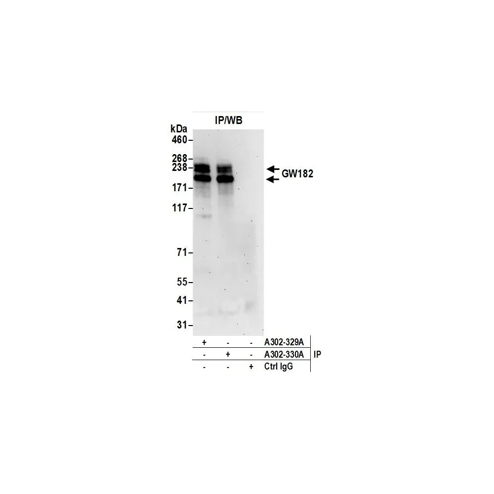 Rabbit anti-GW182 Antibody, Affinity Purified