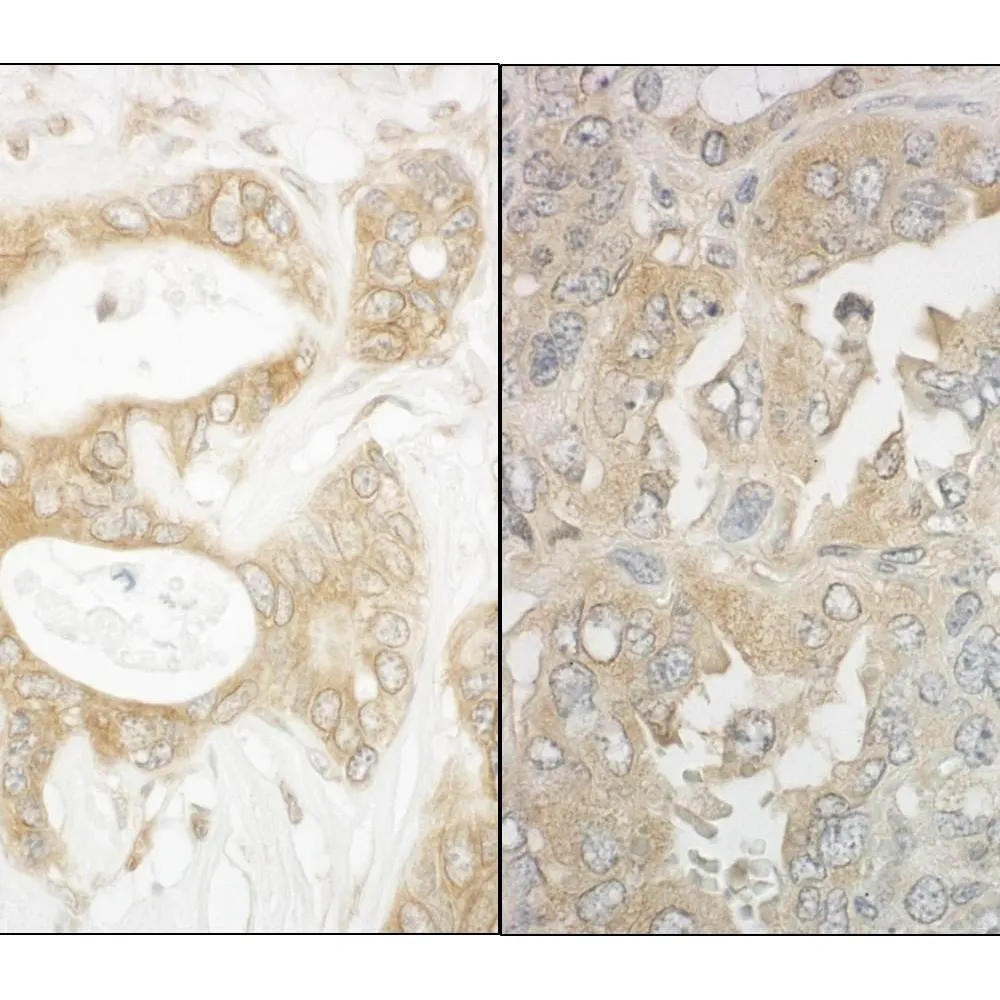 Rabbit anti-EB1 Antibody, Affinity Purified