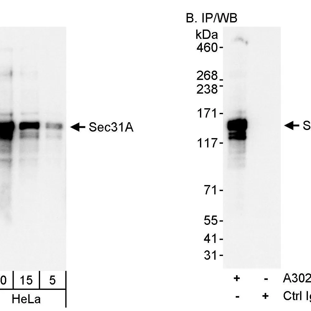 Rabbit anti-Sec31A Antibody, Affinity Purified