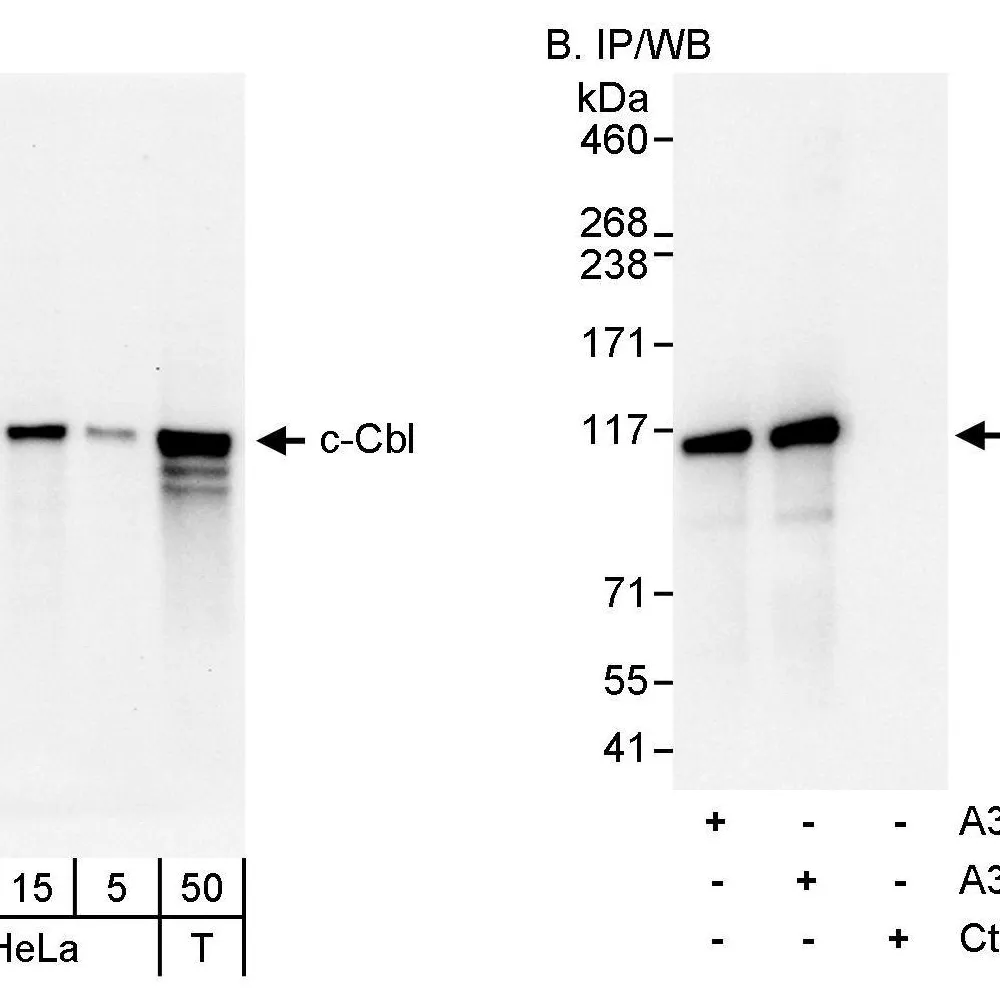 Rabbit anti-c-Cbl Antibody, Affinity Purified