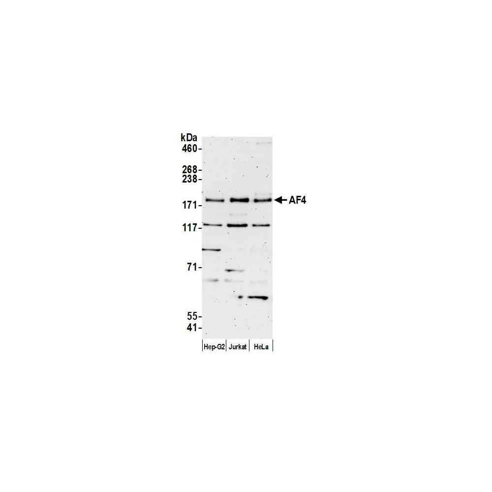 Rabbit anti-AF4 Antibody, Affinity Purified