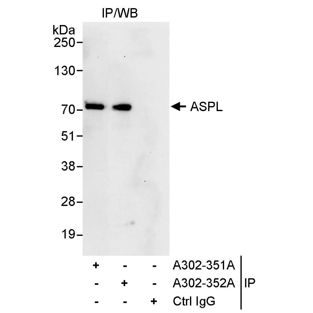 Rabbit anti-ASPL Antibody, Affinity Purified