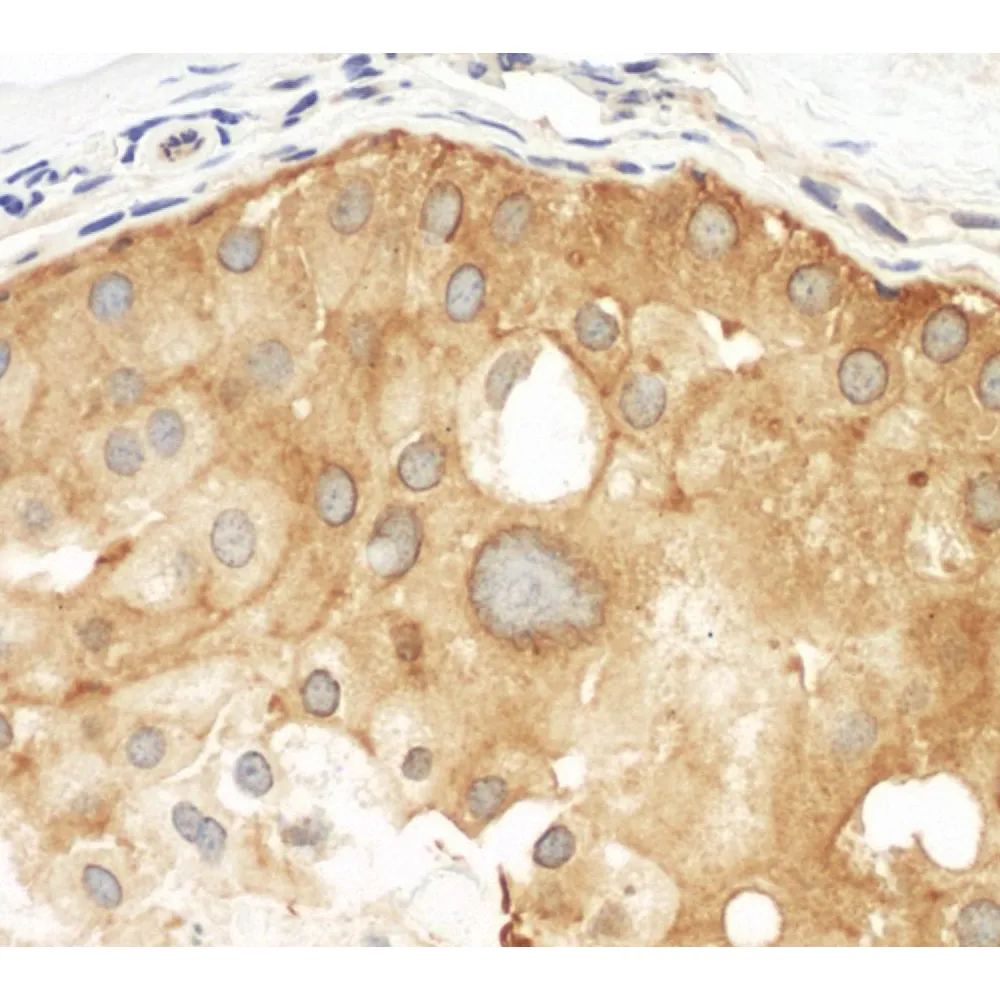 Rabbit anti-Septin 9 Antibody, Affinity Purified