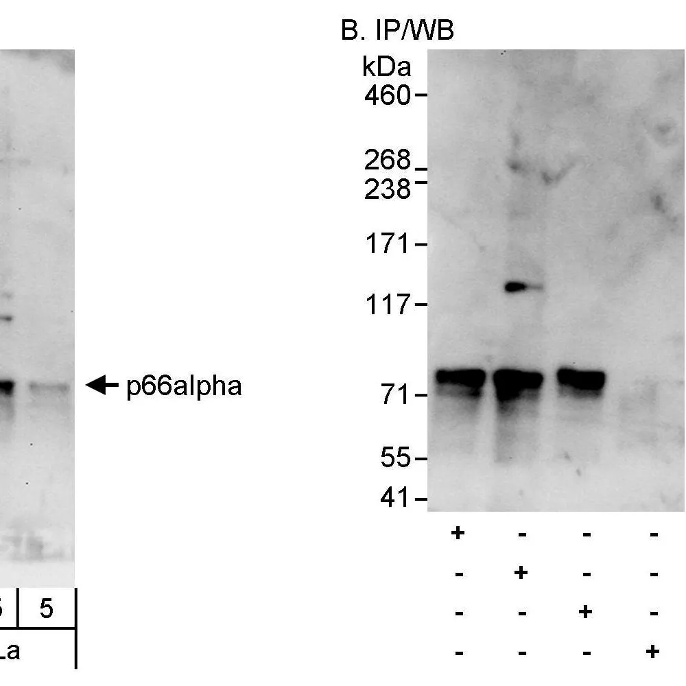 Rabbit anti-p66alpha Antibody, Affinity Purified