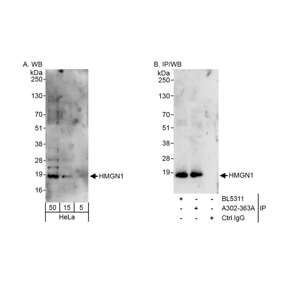 Rabbit anti-HMGN1 Antibody, Affinity Purified