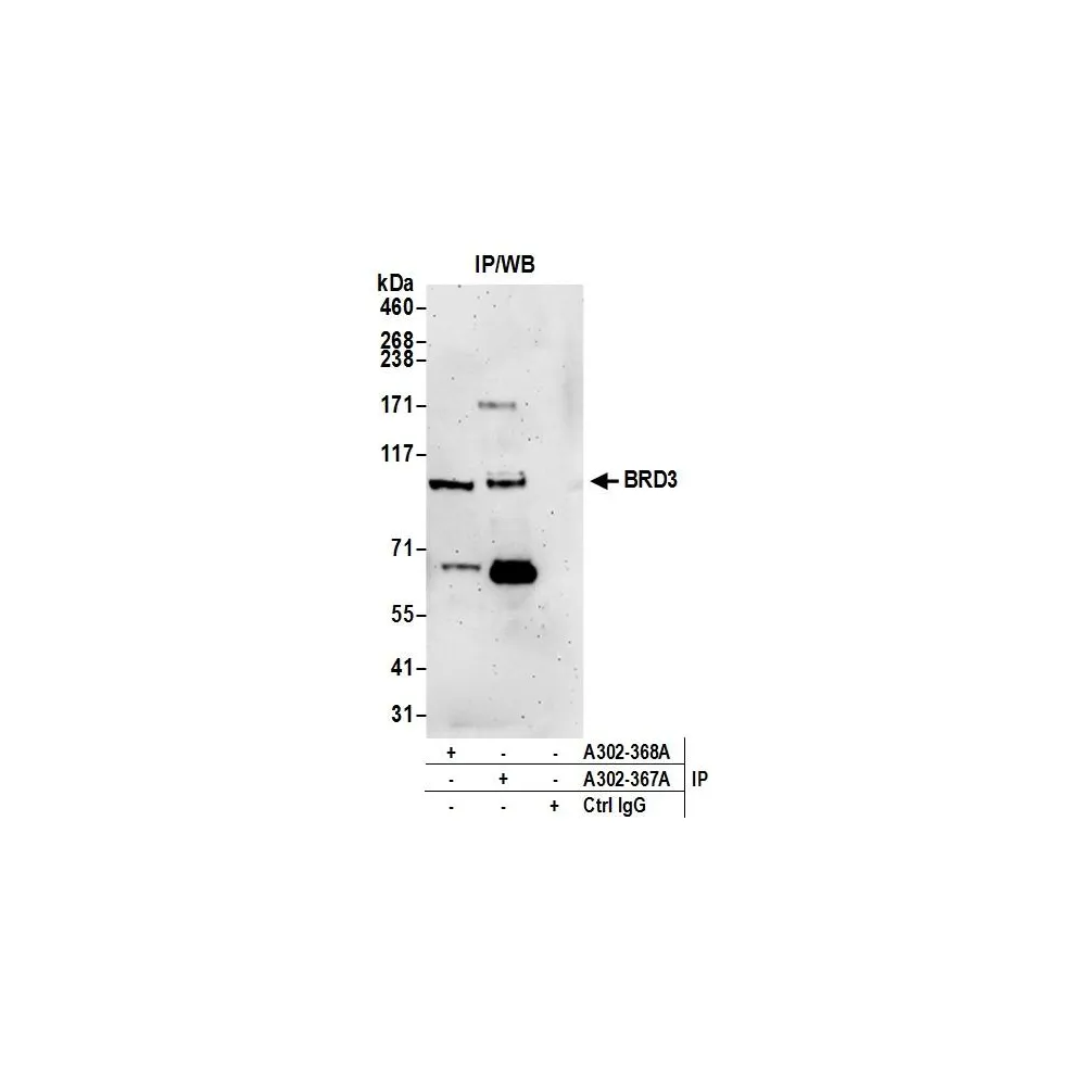 Rabbit anti-BRD3 Antibody, Affinity Purified