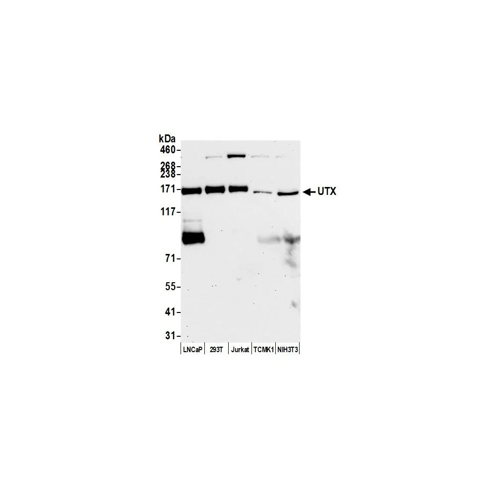 Rabbit anti-UTX Antibody, Affinity Purified