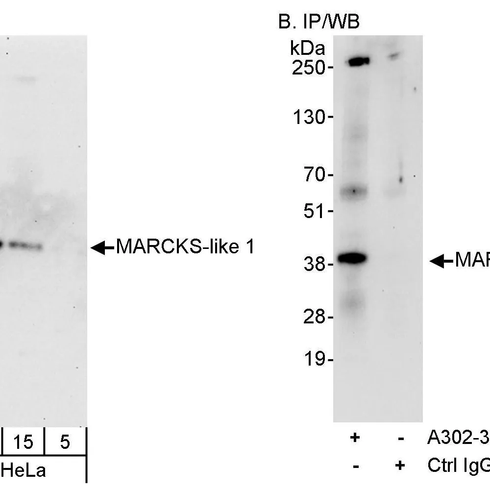 Rabbit anti-MARCKS-like1 Antibody, Affinity Purified