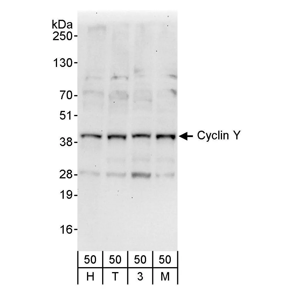 Rabbit anti-Cyclin Y Antibody, Affinity Purified