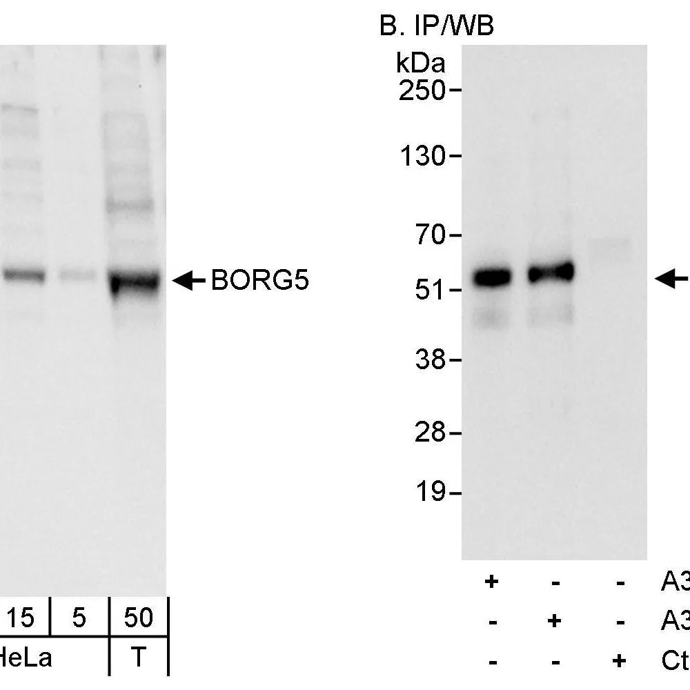 Rabbit anti-BORG5 Antibody, Affinity Purified