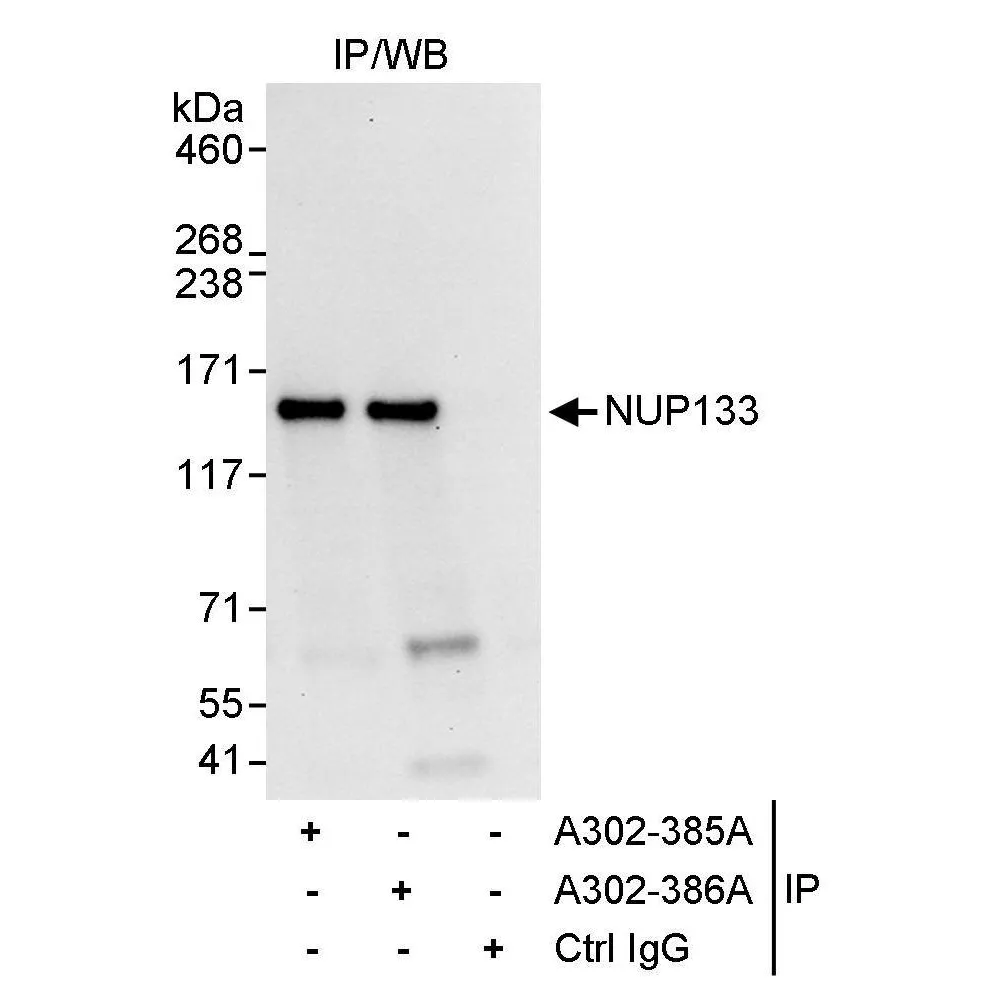 Rabbit anti-NUP133 Antibody, Affinity Purified