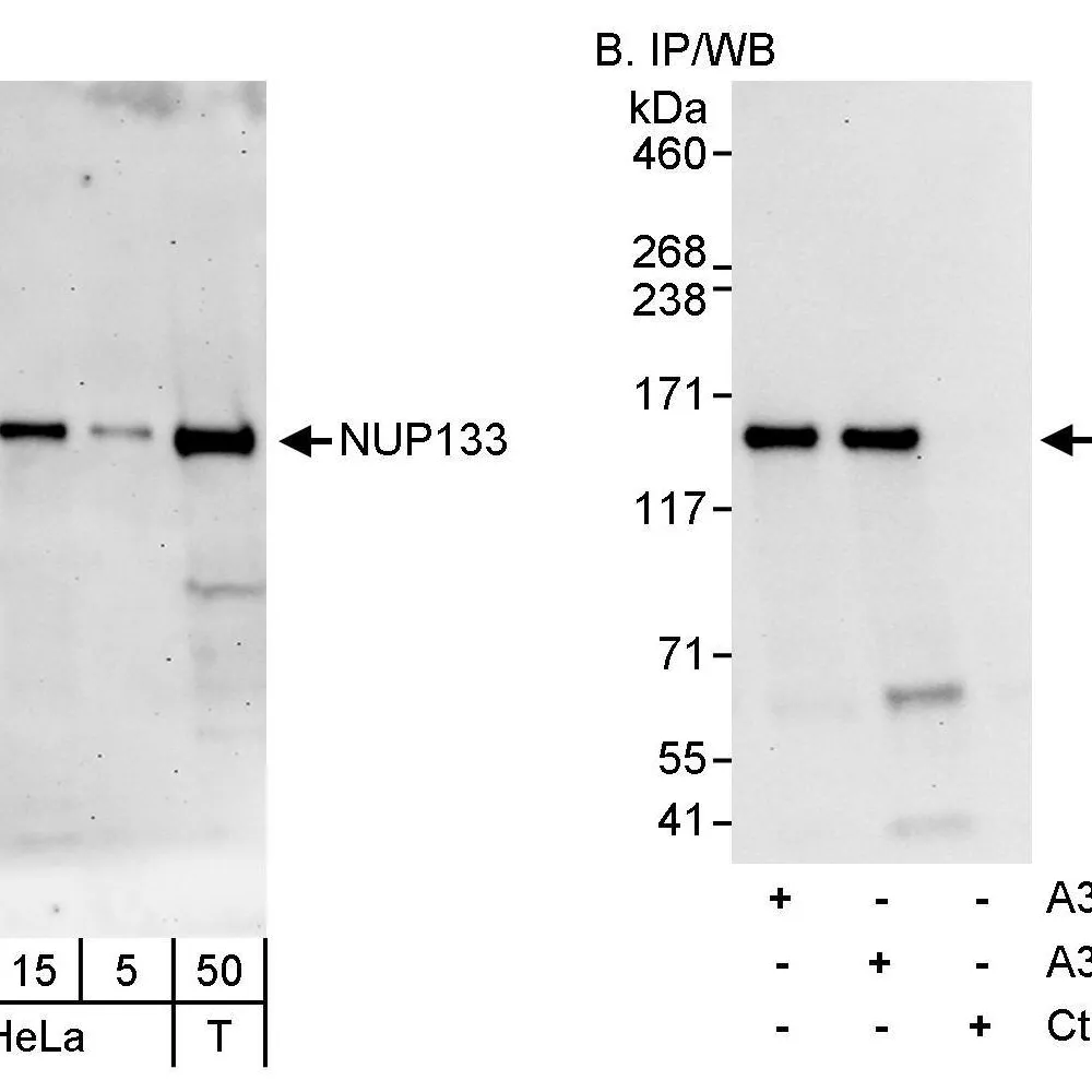 Rabbit anti-NUP133 Antibody, Affinity Purified